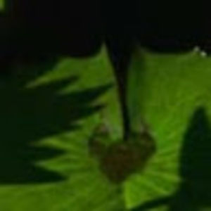 Meet your Posher, Edgardo